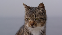 今日もノラ猫日和