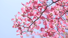 二色パークタウンを散歩