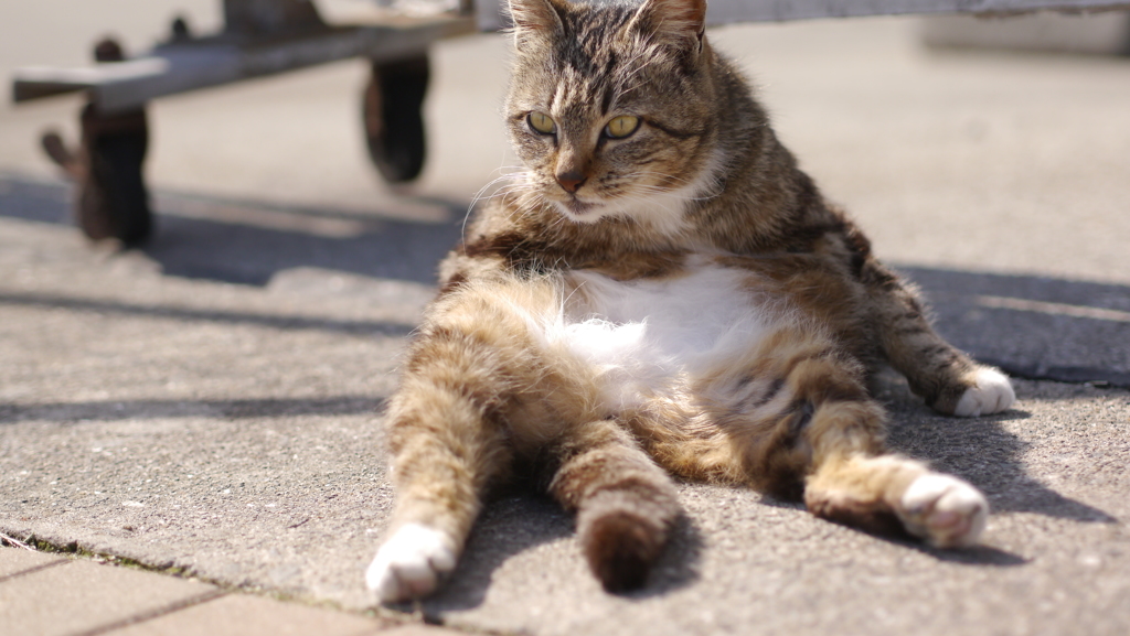 今日もノラ猫日和