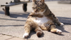 今日もノラ猫日和