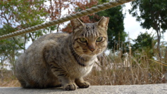 今日も野良日和