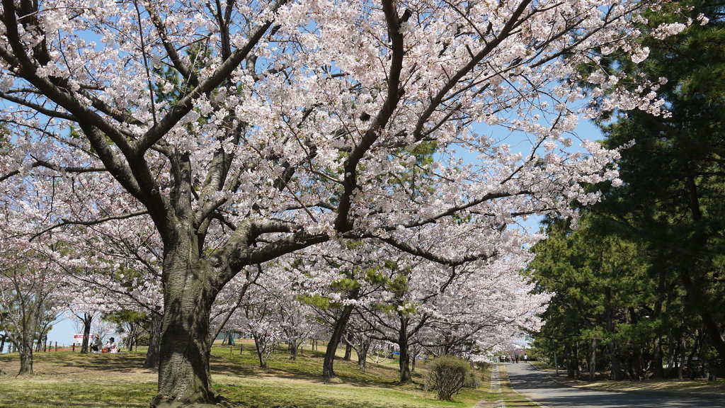 今日もお花見日和