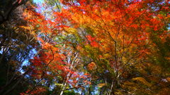 大阪貝塚・水間寺の紅葉