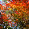 大阪貝塚・水間寺の紅葉