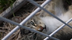 今日もノラ猫日和
