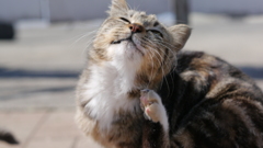 今日もノラ猫日和