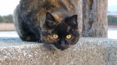 夕日、撮ってるにゃん！