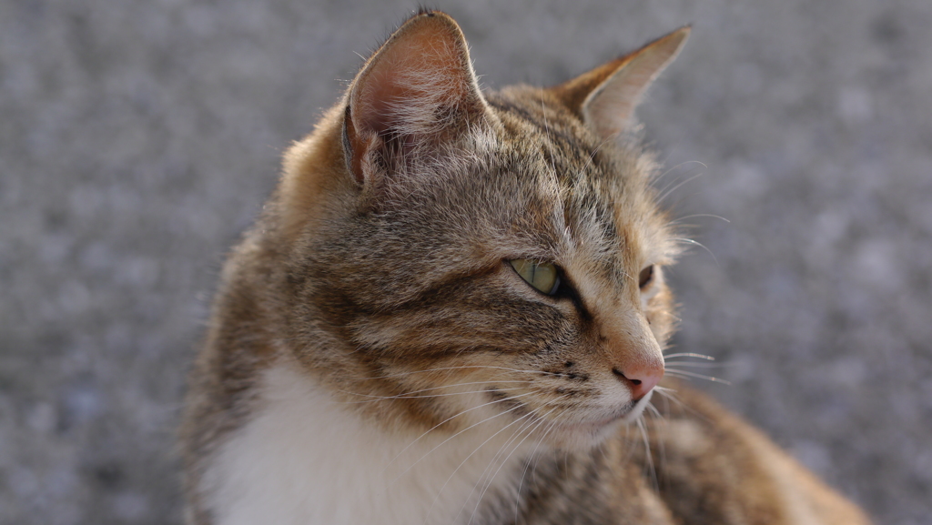 今日もノラ猫日和
