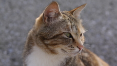 今日もノラ猫日和