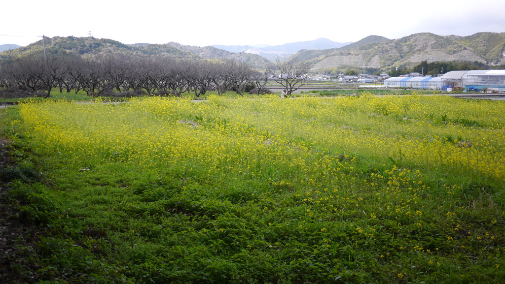 早春３月…高知で散歩
