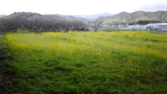 早春３月…高知で散歩