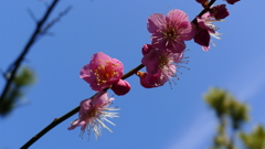 梅がチラホラ