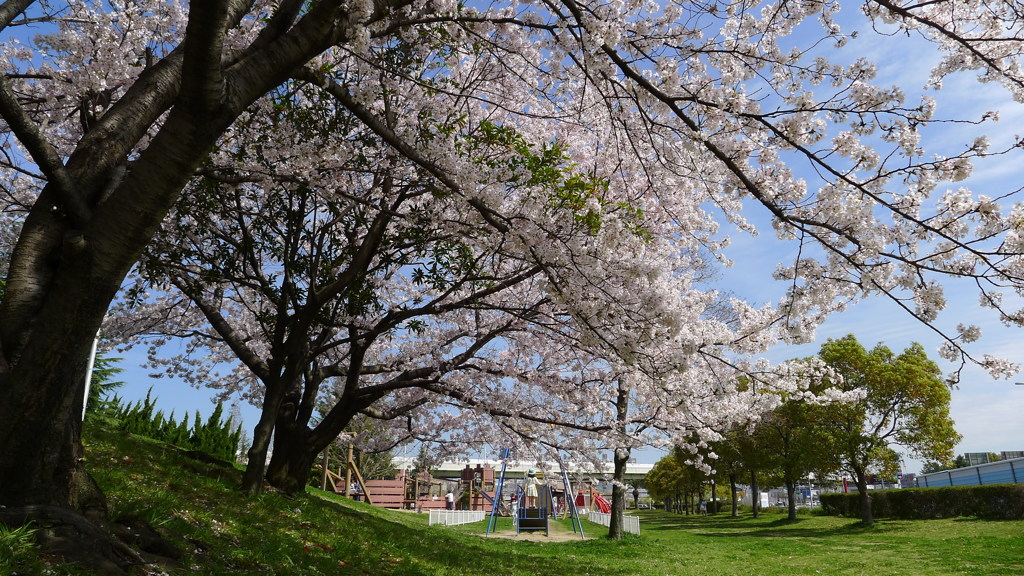 桜の花びらが舞い始めた。