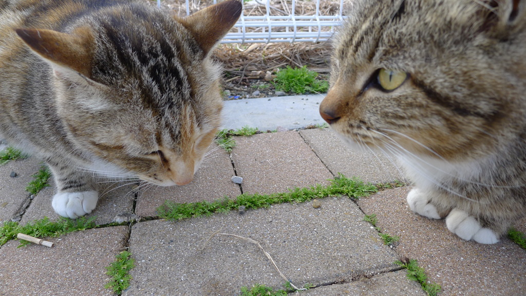 今日もノラ猫日和