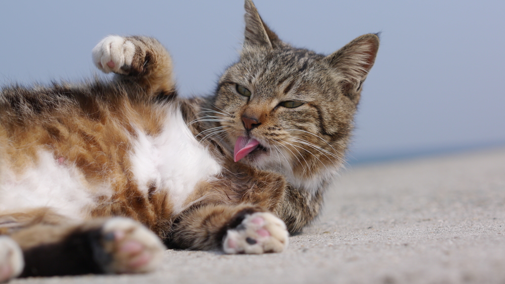 今日もノラ猫日和