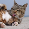 今日もノラ猫日和