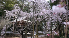 早春３月…高知で散歩