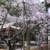 早春３月…高知で散歩
