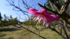 梅がチラホラ