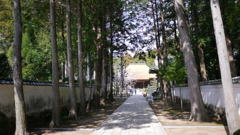 早春３月…高知で散歩