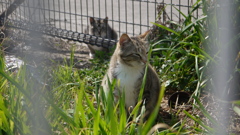 今日もノラ猫日和