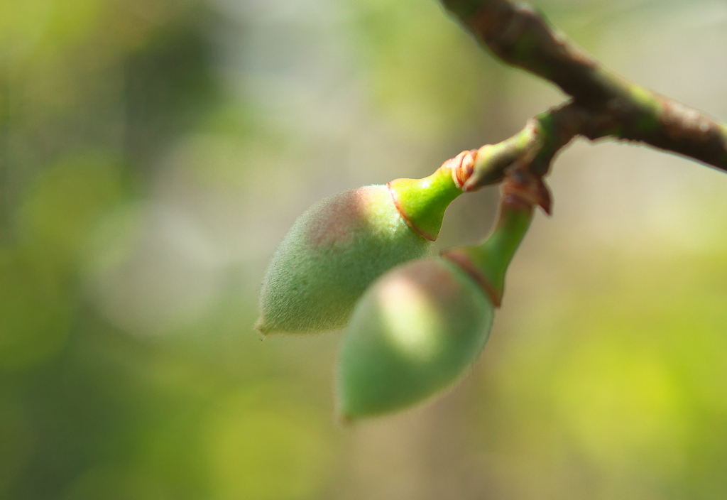 初々しい梅の実