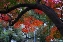 紅葉