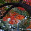 紅葉