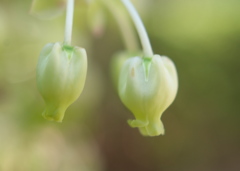 ドウランツツジ