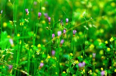 小さな花たち