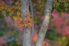紅葉