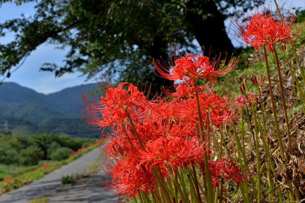 彼岸花 (1)