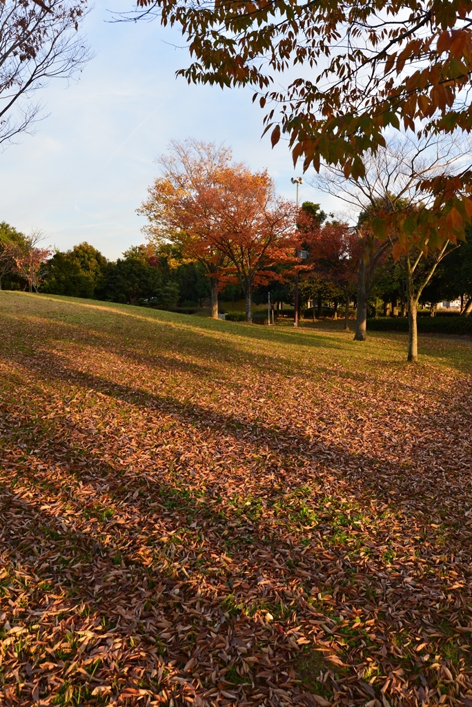 紅葉