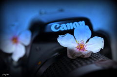 ニコンさんが　妬いている