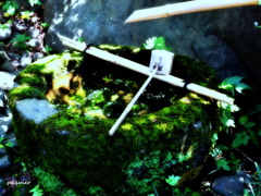 小鳥たちの水飲み場