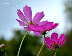 花の素晴らしいことは　褒めなくても綺麗に咲いてくれることである。