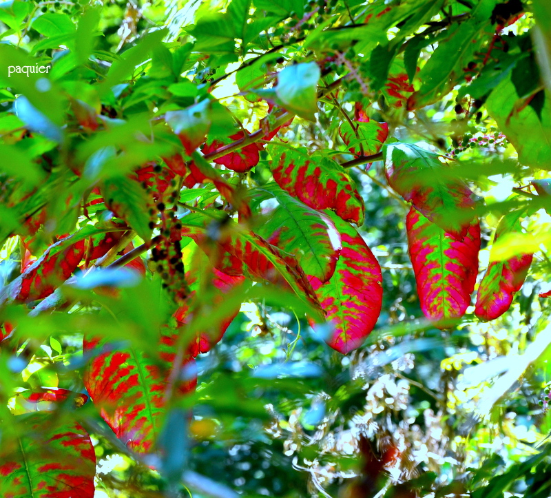 葉でも酒を呑めば　赤くなるさ