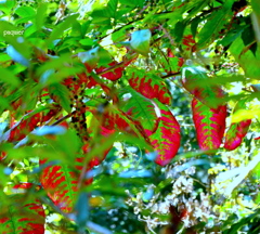 葉でも酒を呑めば　赤くなるさ