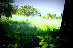 公園　４