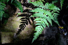 あまり陽がとどかない場所