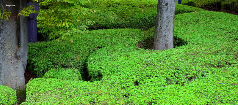 葉が木に恋してる