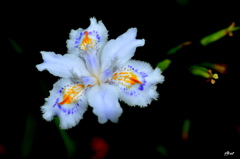 燕もこの花に恋するかもしれない