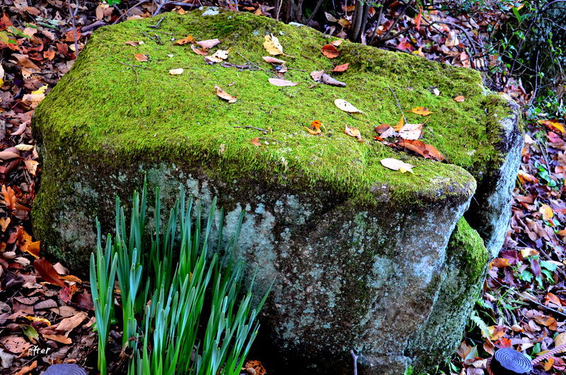 枯葉も石の上で休息