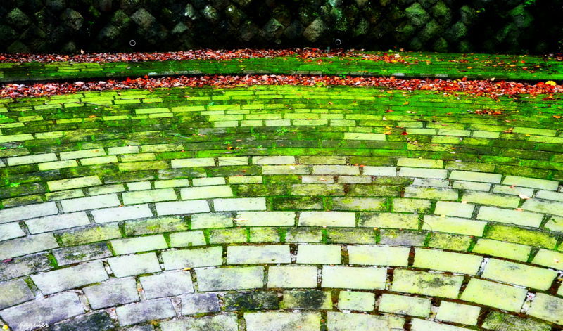 石畳が苔を好きなのか？苔が石畳を好きなのか？