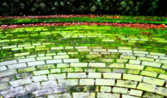 石畳が苔を好きなのか？苔が石畳を好きなのか？