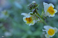 優しい風が吹いている