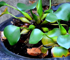 断りもなく　金魚をこの中に入れたい