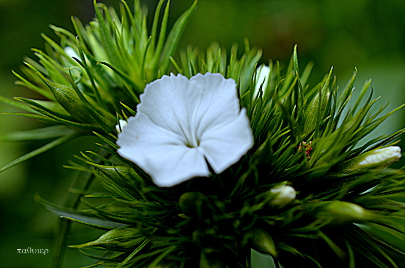 花　２