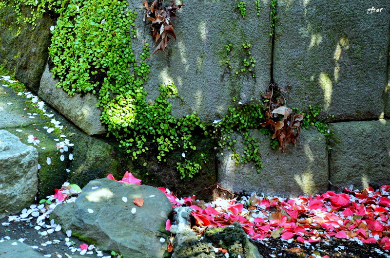 自然の中の花街です