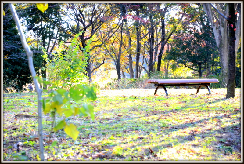 秋の公園　５